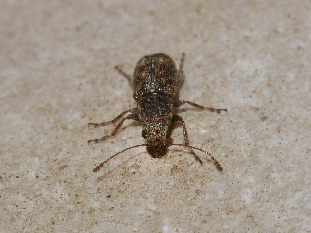 Enedreytes hilaris (Anthribidae)